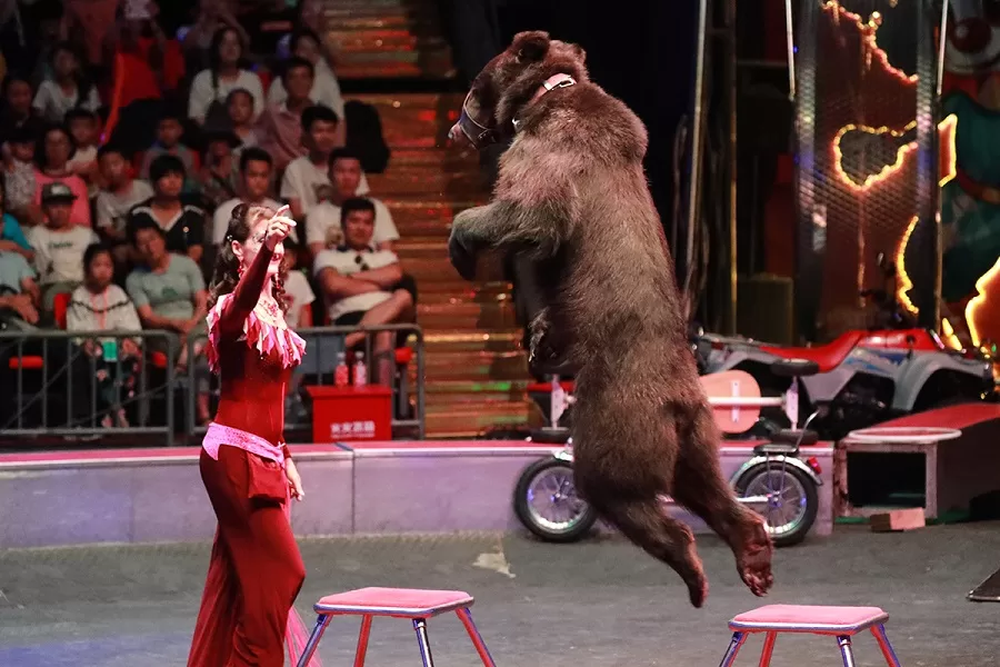 animal-performances-in-shanghai-wild-animal-park-jpg animal-performances-in-shanghai-wild-animal-park-jpg