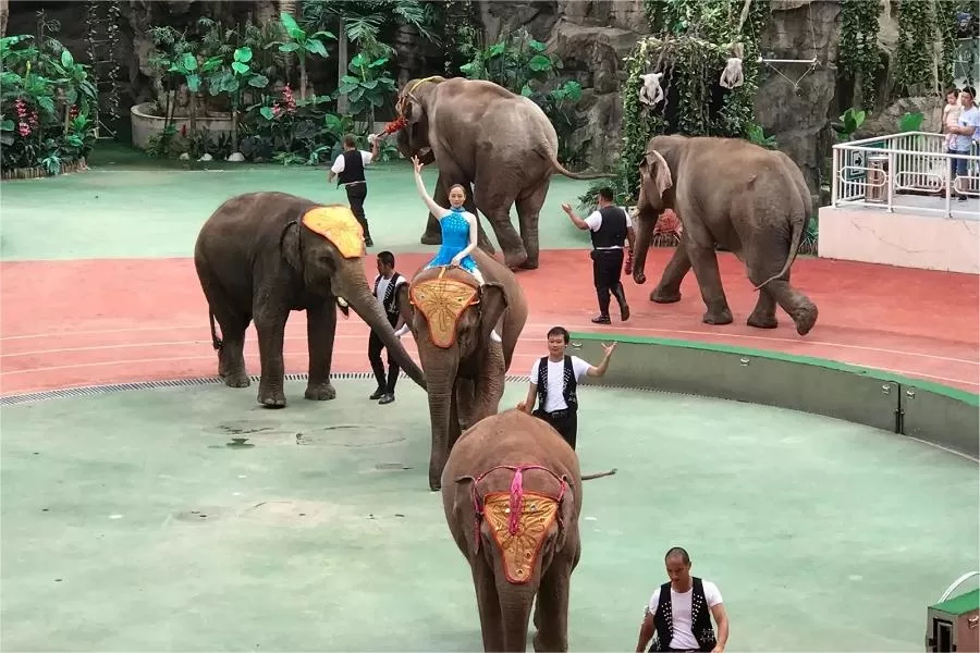 animals-shows-in-badaling-wildlife-park-jpg animals-shows-in-badaling-wildlife-park-jpg