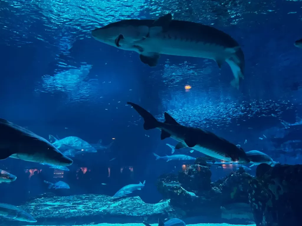 aquarium-in-beijing-zoo-1024x768-1 aquarium-in-beijing-zoo-1024x768-1