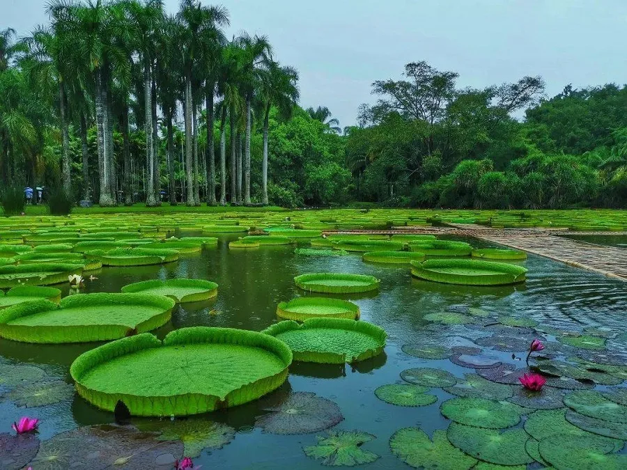 aquatic-plant-garden-in-in-Xishuangbannan-Tropical-Botanical-Garden-jpeg aquatic-plant-garden-in-in-Xishuangbannan-Tropical-Botanical-Garden-jpeg