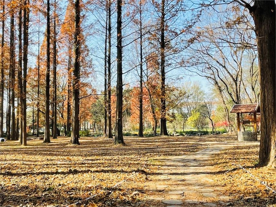 arboretum-in-nanjing-botanical-garden arboretum-in-nanjing-botanical-garden