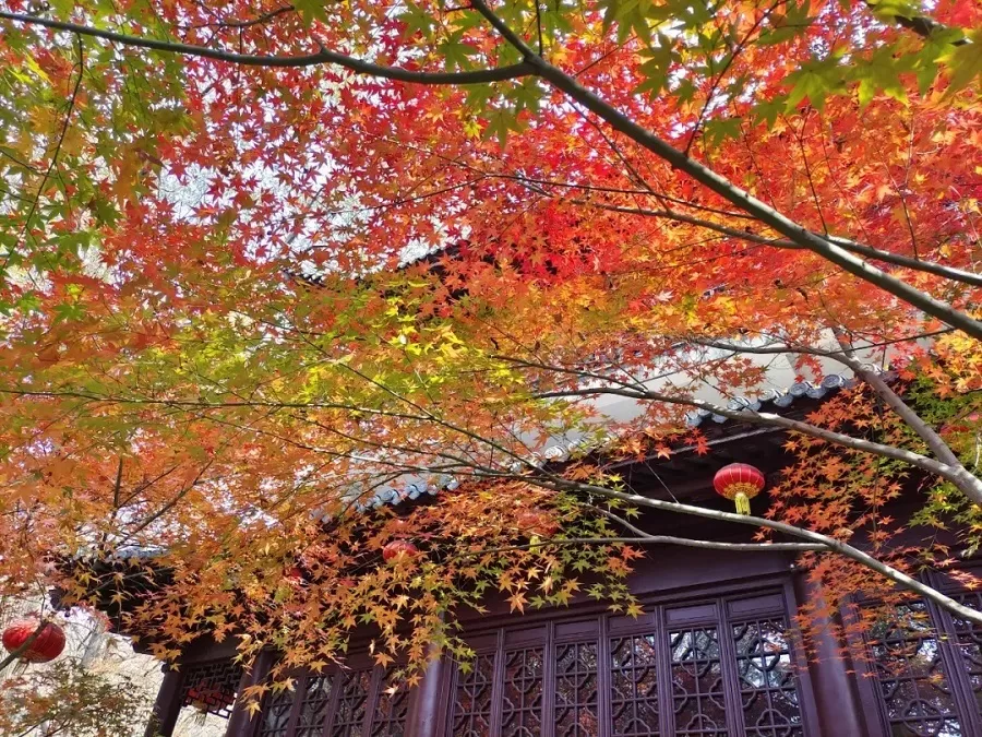autum-foliage-in-qixia-mountain-jpg autum-foliage-in-qixia-mountain-jpg