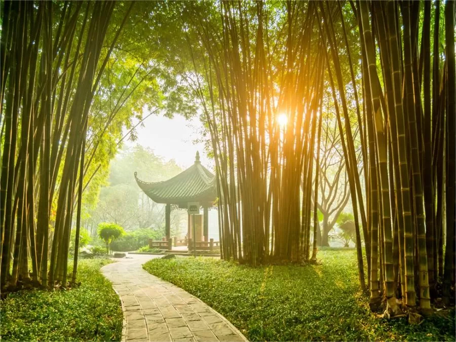 bamboo-forest-in-wangjianglou-park-jpg bamboo-forest-in-wangjianglou-park-jpg