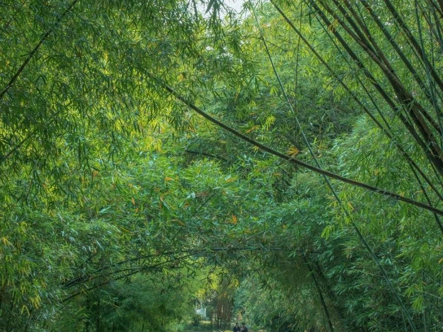 bamboo-garden-in-fuzhou-national-forest-park bamboo-garden-in-fuzhou-national-forest-park