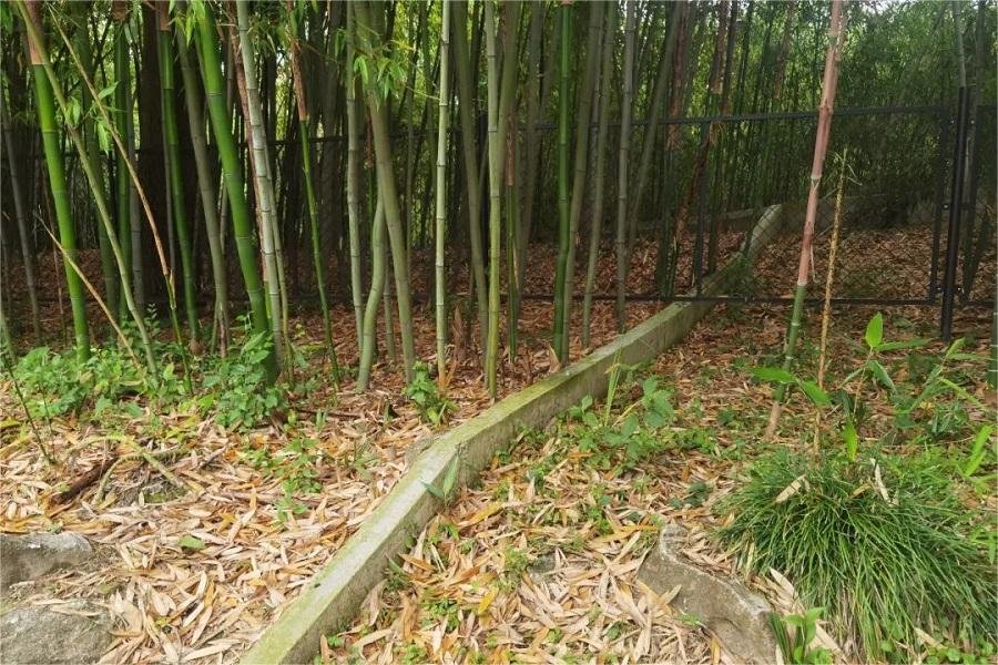 bamboo-garden-in-shanghai-botanical-garden bamboo-garden-in-shanghai-botanical-garden