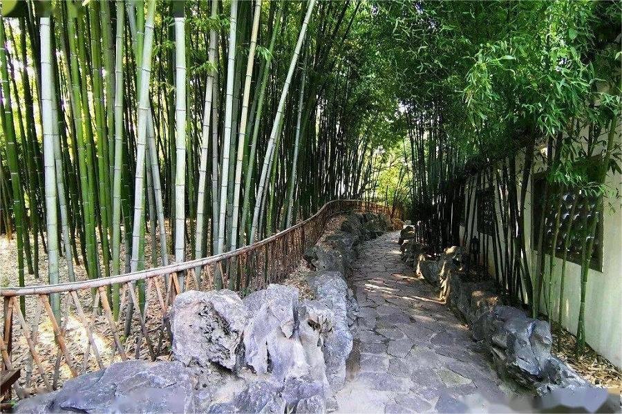 bamboo-garden-in-zizhuyuan-park bamboo-garden-in-zizhuyuan-park