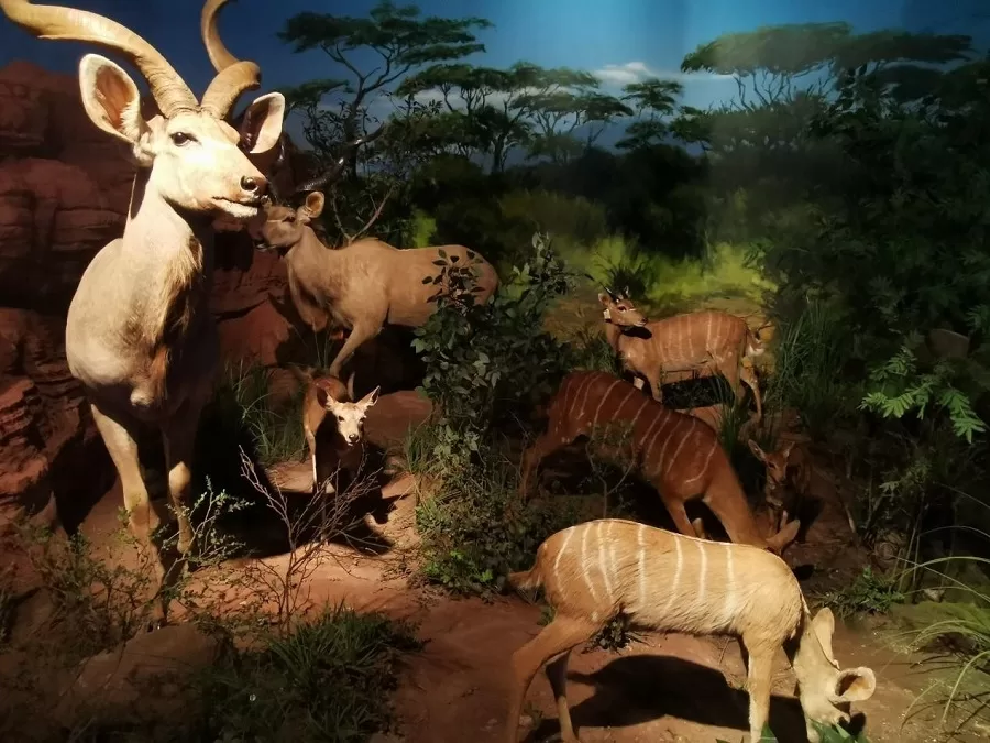 biodiversity-exhibits-in-shanghai-natural-history-museum-jpg biodiversity-exhibits-in-shanghai-natural-history-museum-jpg
