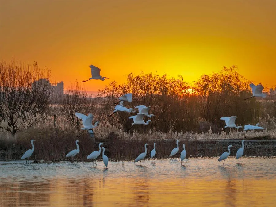 biodiversity-in-zhangye-national-wetland-park-jpg biodiversity-in-zhangye-national-wetland-park-jpg