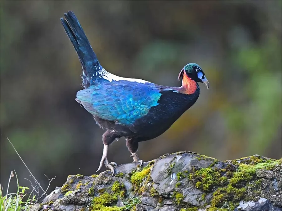 biodiversity-marvels-in-wolong-national-nature-reserve-jpg biodiversity-marvels-in-wolong-national-nature-reserve-jpg