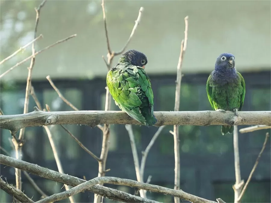 bird-forest-in-shijizhuang-zoo-jpg bird-forest-in-shijizhuang-zoo-jpg