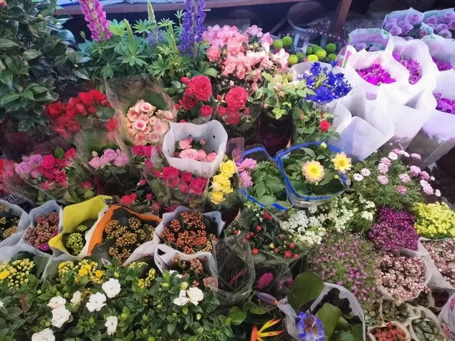 bird-market-and-flower-exhibition-in-wushan-square-jpg bird-market-and-flower-exhibition-in-wushan-square-jpg
