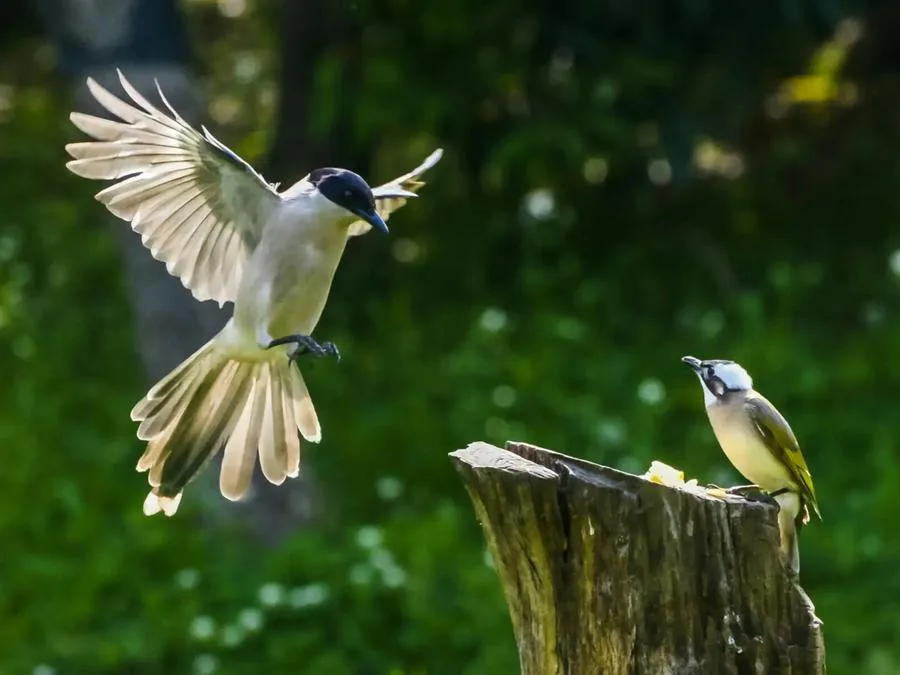 bird-singing-forest-in-fuzhou-national-forest-park-jpg bird-singing-forest-in-fuzhou-national-forest-park-jpg