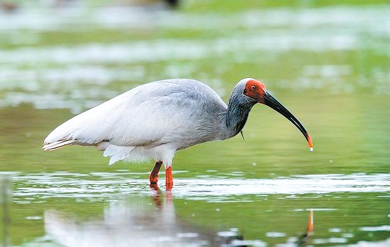 bird-watching-in-chanba-naitonal-wetland-park bird-watching-in-chanba-naitonal-wetland-park