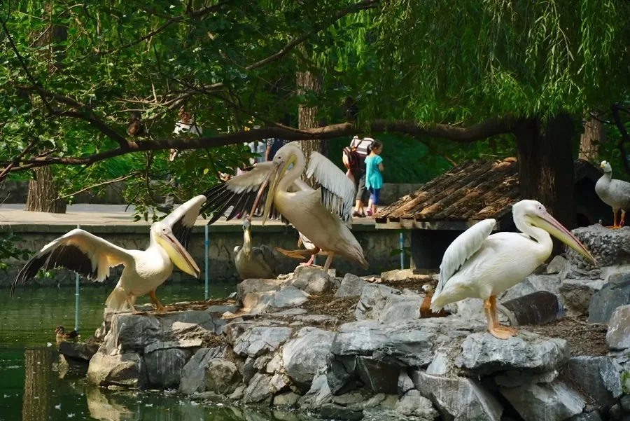 birds-paradise-in-beijing-zoo-jpg birds-paradise-in-beijing-zoo-jpg