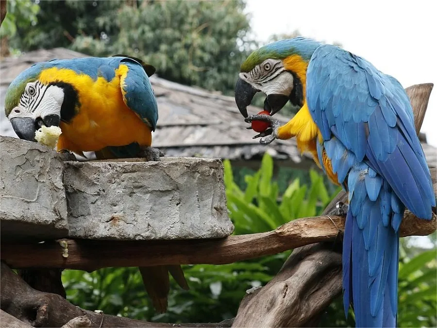 birdsong-forest-in-zhengzhou-zoo-jpg birdsong-forest-in-zhengzhou-zoo-jpg