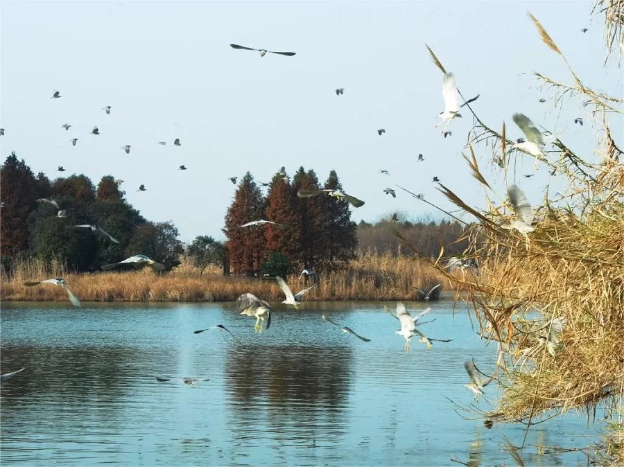 birdwatching-haven-in-taihu-wetland-park-jpg birdwatching-haven-in-taihu-wetland-park-jpg