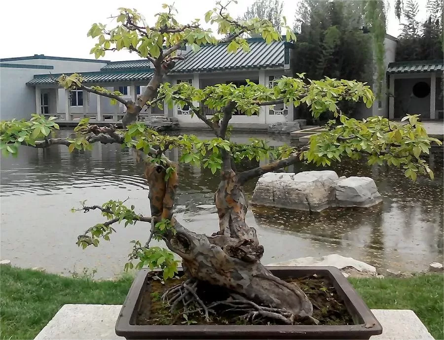 bonsai-garden-in-beijing-botanical-garden-jpg bonsai-garden-in-beijing-botanical-garden-jpg