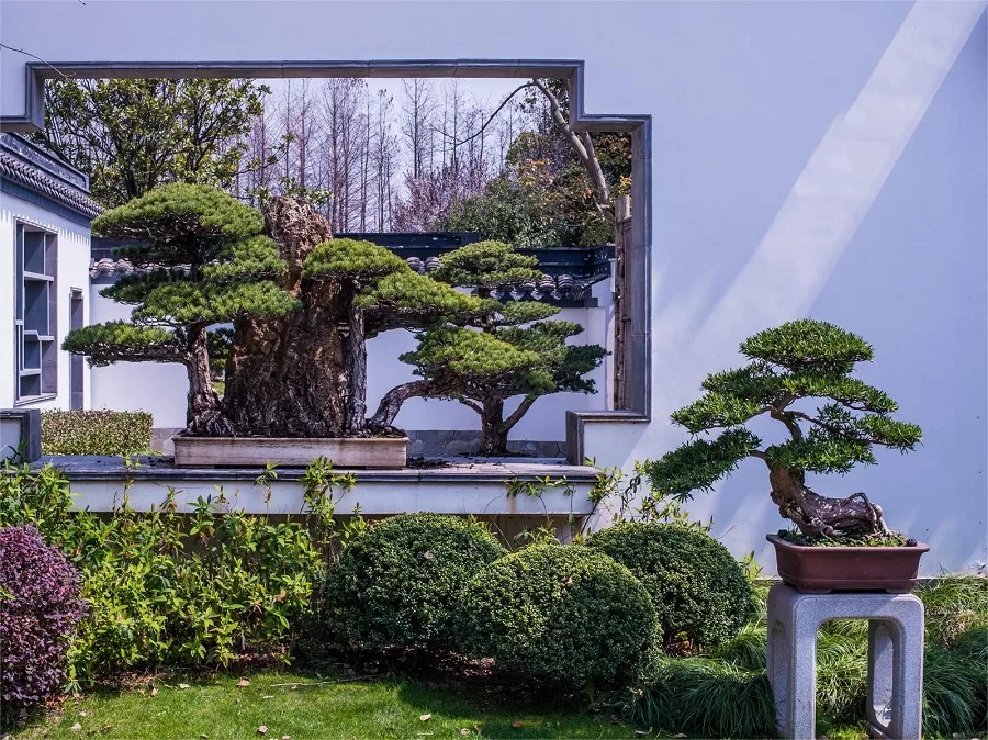 bonsai-garden-in-nanjing-botanical-garden-jpg bonsai-garden-in-nanjing-botanical-garden-jpg
