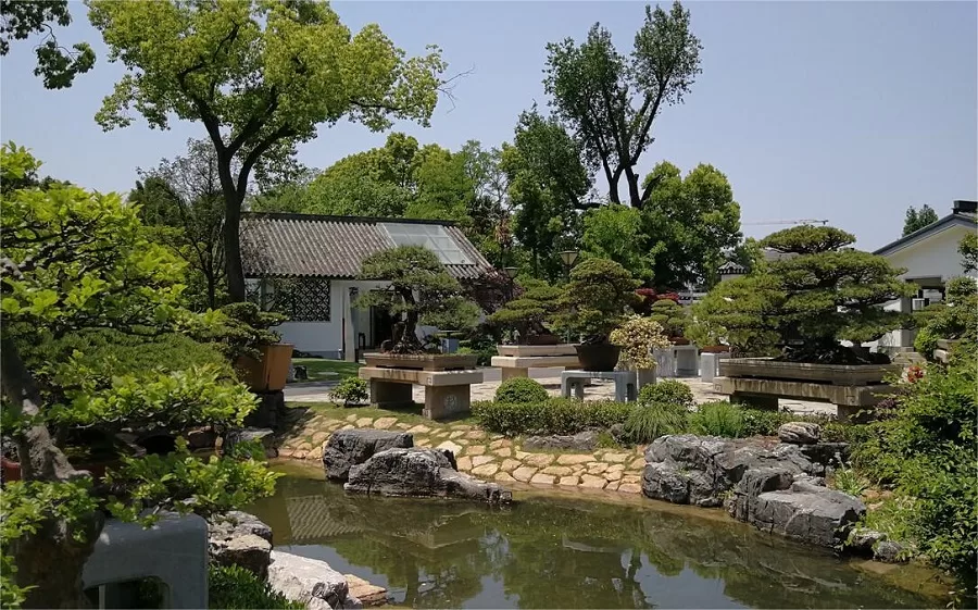 bonsai-garden-in-shanghai-botanical-garden-jpg bonsai-garden-in-shanghai-botanical-garden-jpg