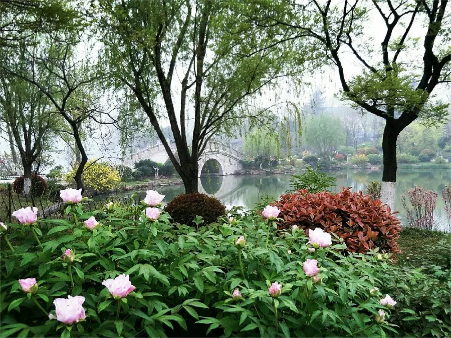 bonzai-garden-in-yunlong-park-xuzhou-jpg bonzai-garden-in-yunlong-park-xuzhou-jpg