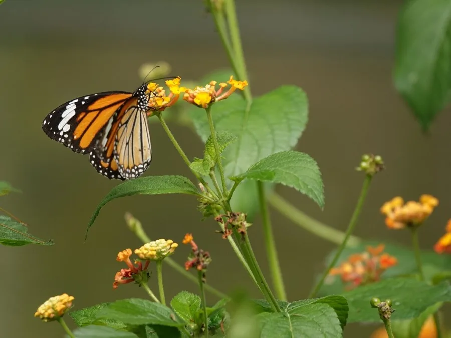 butterfly-gathering-in-butterfly-spring-dali-jpg butterfly-gathering-in-butterfly-spring-dali-jpg