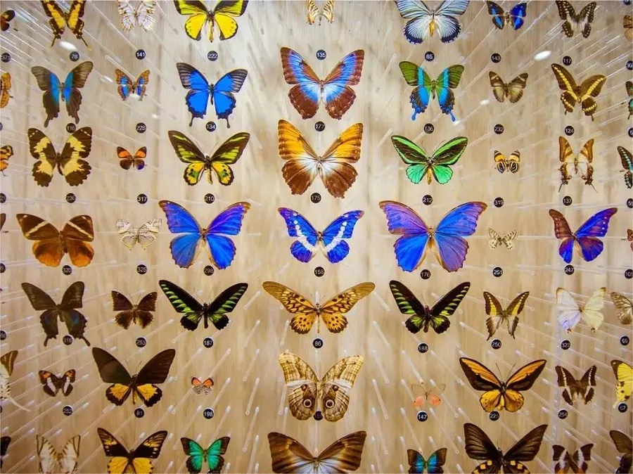 butterfly-museum-in-buttefly-spring-dali-jpg butterfly-museum-in-buttefly-spring-dali-jpg