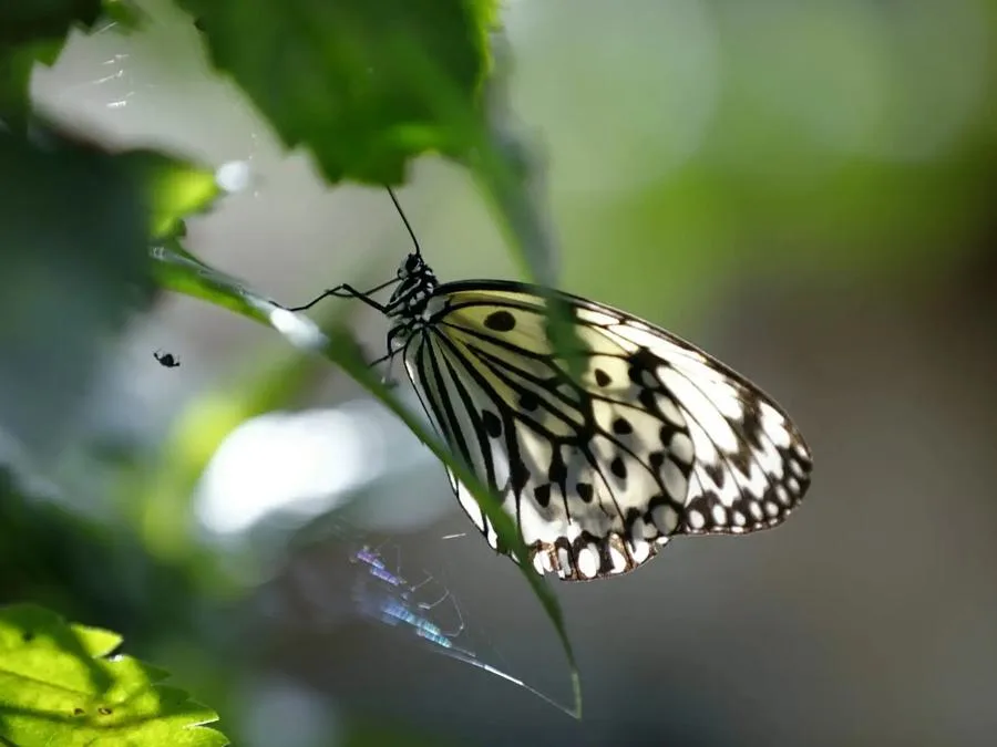 butterfly-world-in-wild-elephant-valley-jpg butterfly-world-in-wild-elephant-valley-jpg