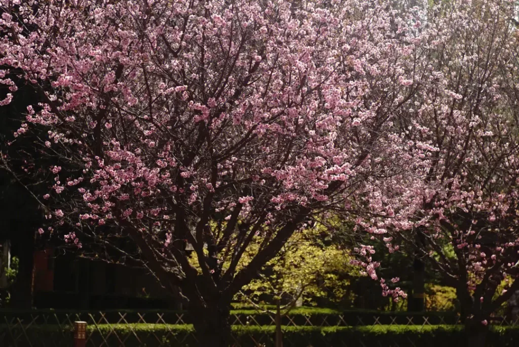 cherry-blossom-1024x685-1 cherry-blossom-1024x685-1