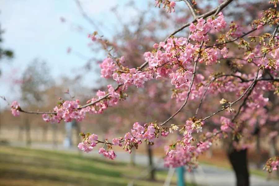 cherry-blossom-avenue-in-beijing-botanical-garden-jpeg cherry-blossom-avenue-in-beijing-botanical-garden-jpeg