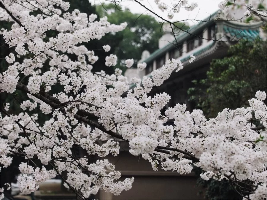 cherry-blossom-avenue-in-luojia-hill-jpeg cherry-blossom-avenue-in-luojia-hill-jpeg