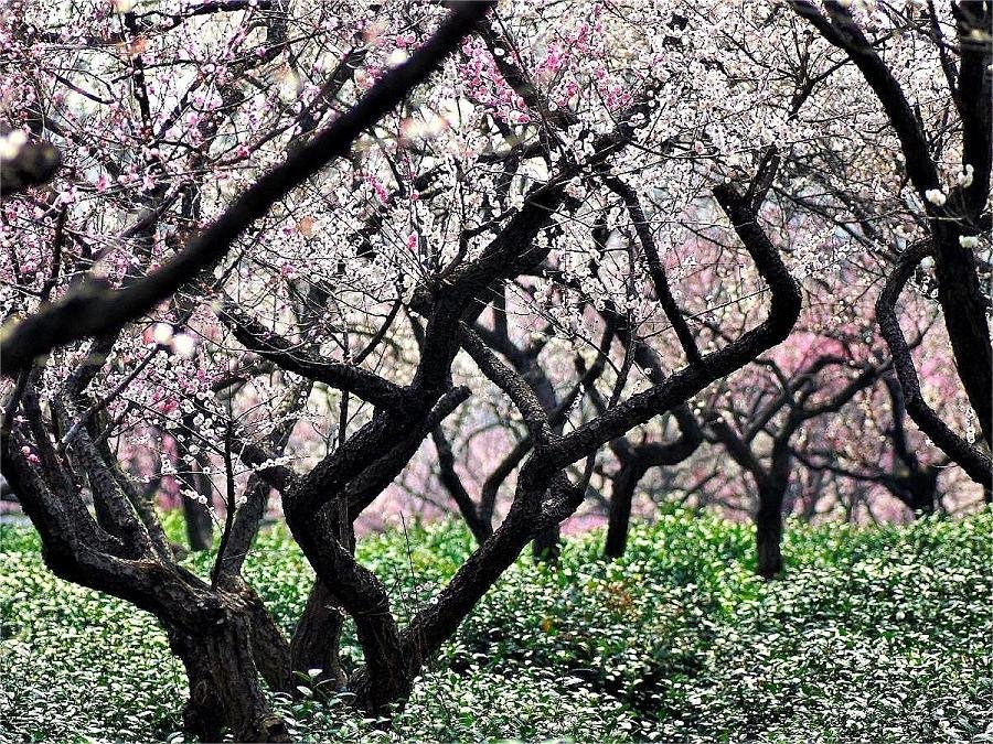 cherry-blossom-in-meihua-mountain-scenic-area cherry-blossom-in-meihua-mountain-scenic-area