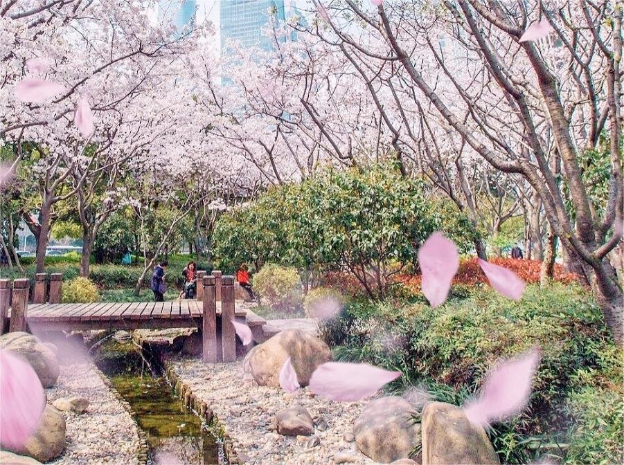 cherry-blossoms-in-fuxing-park cherry-blossoms-in-fuxing-park