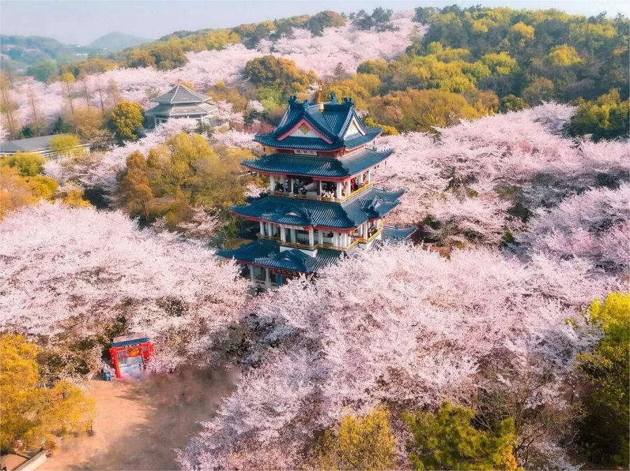 cherry-valley-in-yuantouzhu-jpg cherry-valley-in-yuantouzhu-jpg