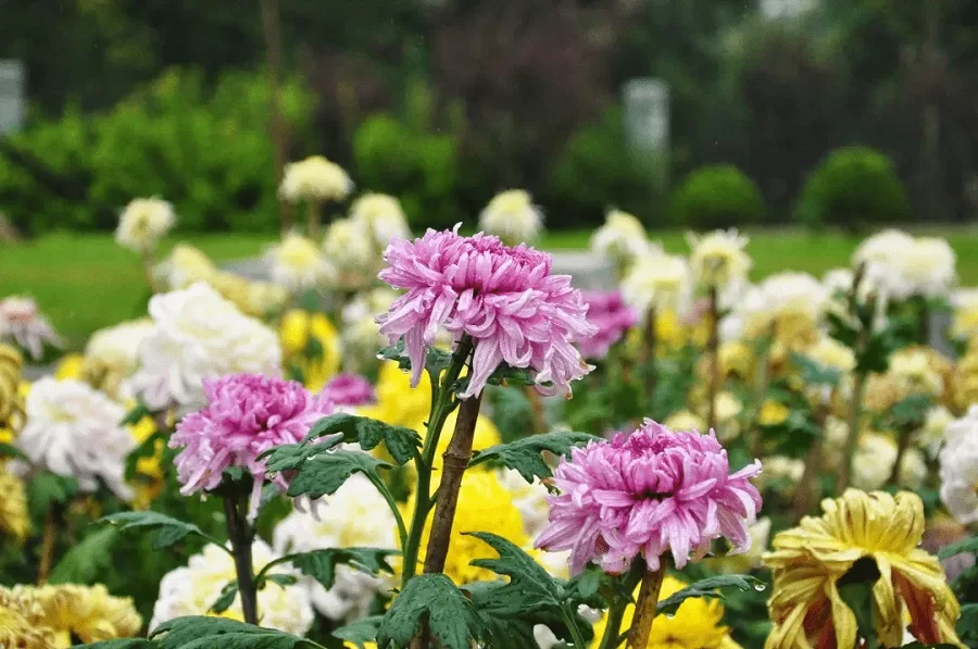 chrysanthemum-garden-in-beijing-botanical-garden-jpg chrysanthemum-garden-in-beijing-botanical-garden-jpg