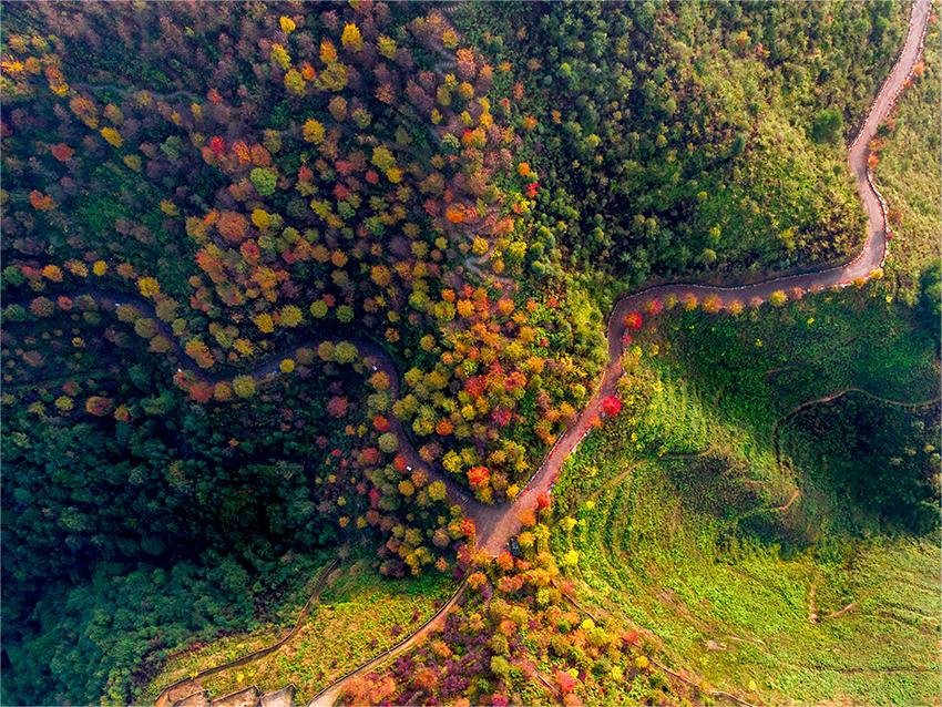colorful-forest-in-fengsheng-ancient-town colorful-forest-in-fengsheng-ancient-town