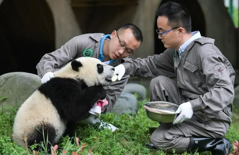 conservation-center-in-chengdu-panda-base conservation-center-in-chengdu-panda-base