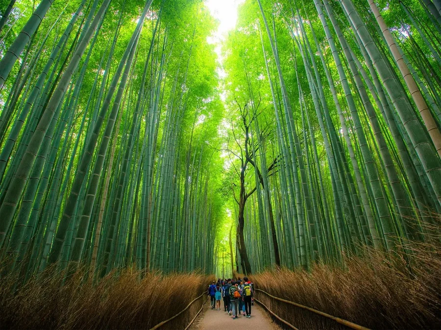 corridor-in-great-bamboo-sea-of-china-jpg corridor-in-great-bamboo-sea-of-china-jpg