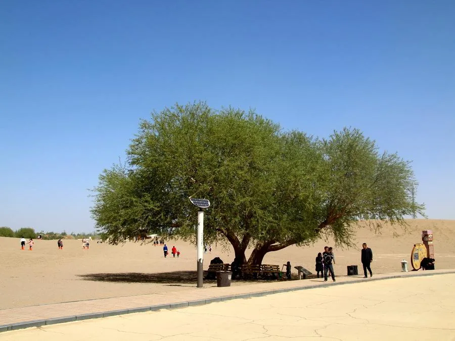 couple-will-trees-in-mingsha-mountain-and-crescent-spring-jpg couple-will-trees-in-mingsha-mountain-and-crescent-spring-jpg