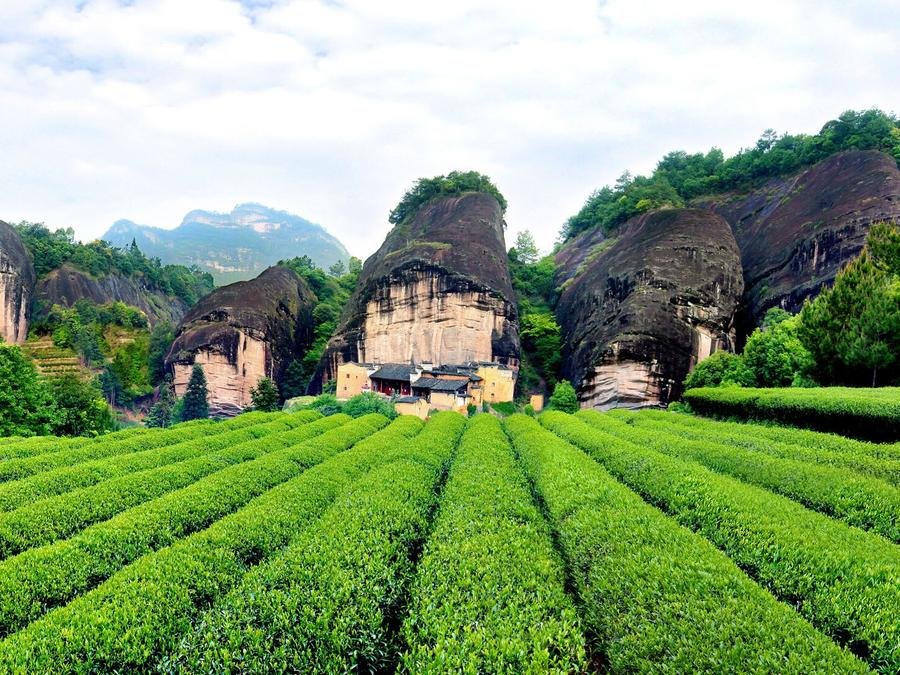 dahongpao-scenic-area-in-mount-wuyi dahongpao-scenic-area-in-mount-wuyi