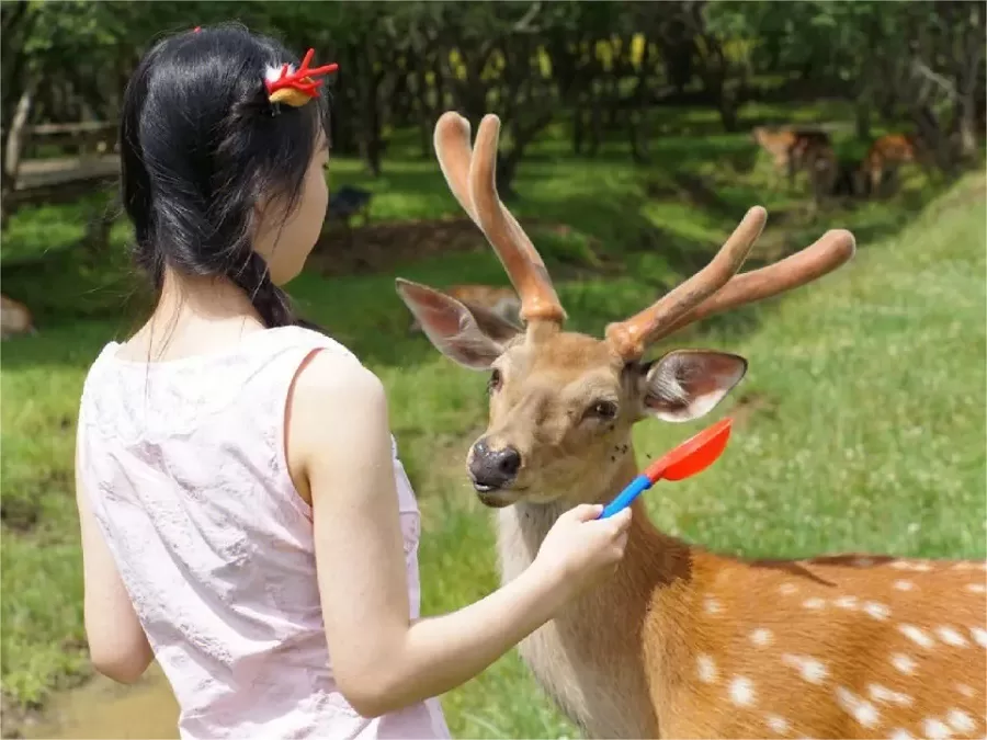 deer-sanctuary-in-dajiuhu-national-wetland-park-jpg deer-sanctuary-in-dajiuhu-national-wetland-park-jpg