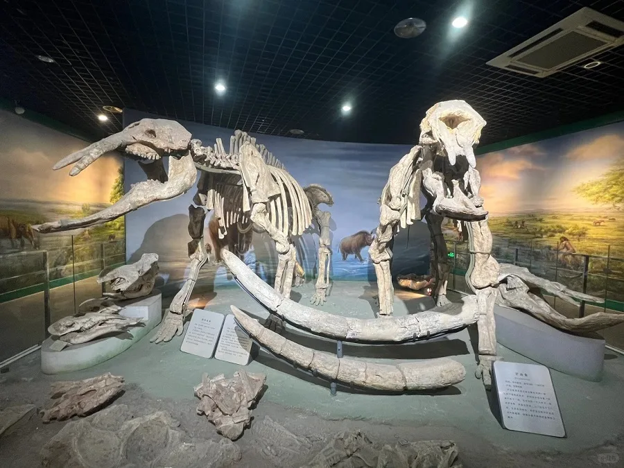 dinosaur-hall-in-henan-natural-history-museum-jpg dinosaur-hall-in-henan-natural-history-museum-jpg