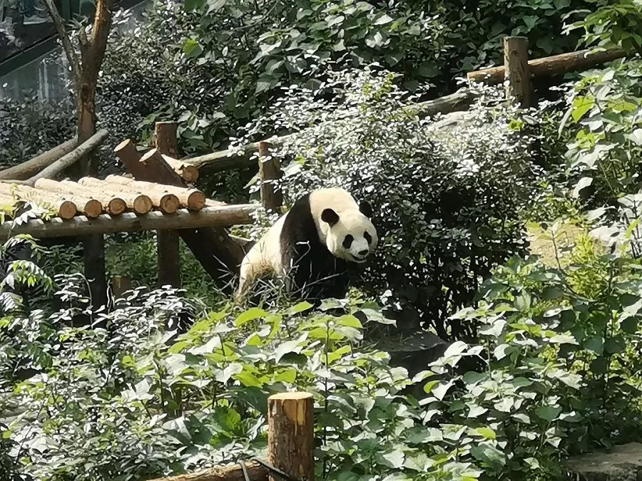 diverse-animal-exhibis-in-hongshan-forest-zoo-jpg diverse-animal-exhibis-in-hongshan-forest-zoo-jpg