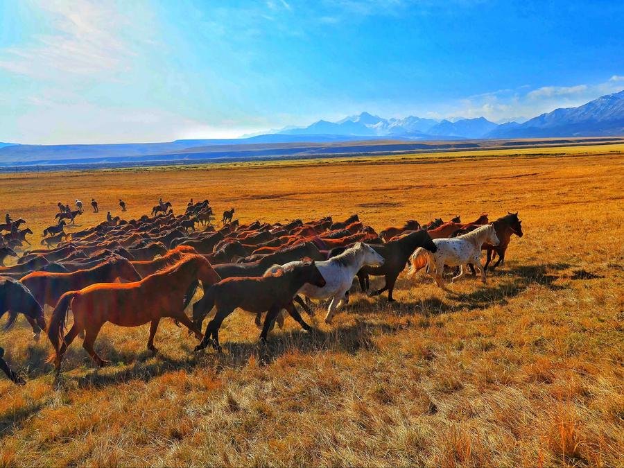 diverse-breeds-of-horses-in-shandan-military-horse-farm diverse-breeds-of-horses-in-shandan-military-horse-farm