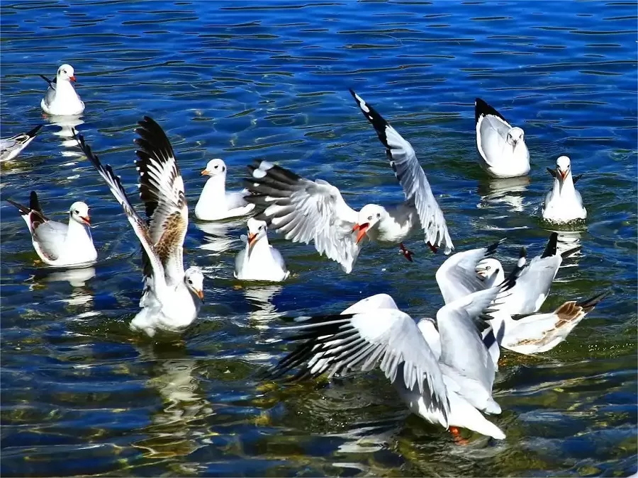 diverse-flora-and-fauna-in-lugu-lake-jpg diverse-flora-and-fauna-in-lugu-lake-jpg