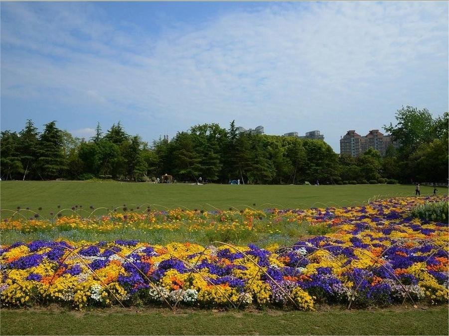 diverse-flora-in-century-park-shanghai diverse-flora-in-century-park-shanghai