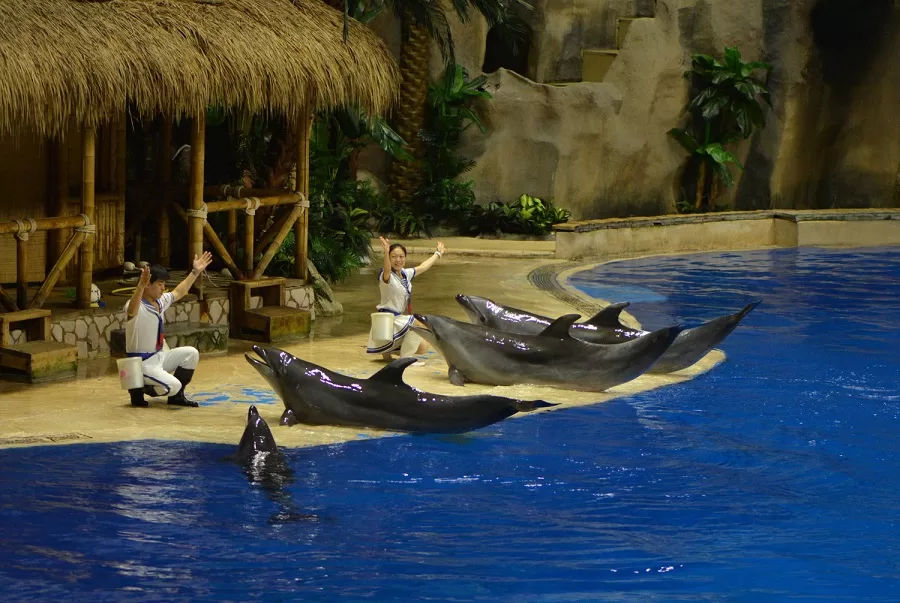dolphine-and-sea-lion-shows-in-beijing-auqarium-jpg dolphine-and-sea-lion-shows-in-beijing-auqarium-jpg