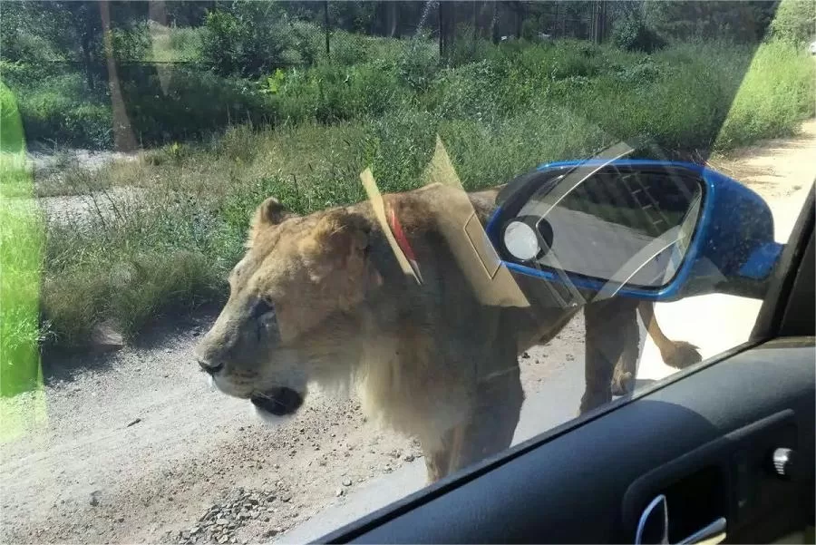 drive-through-safari-in-badaling-wildlife-park-jpg drive-through-safari-in-badaling-wildlife-park-jpg