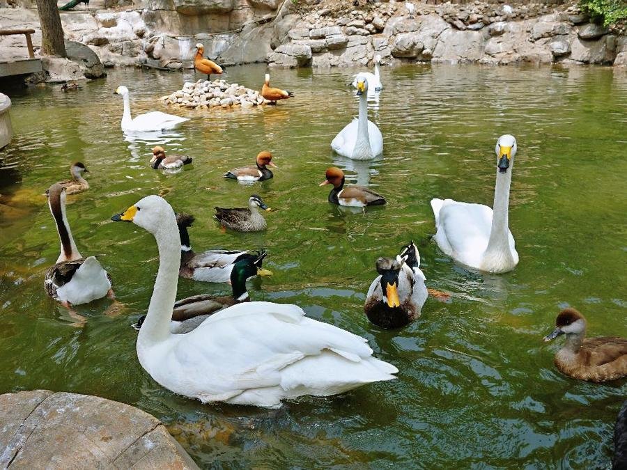east-lake-bird-watching-forest east-lake-bird-watching-forest