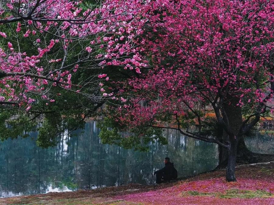 east-lake-plum-blossom-garden east-lake-plum-blossom-garden
