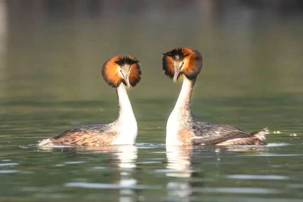 ecological-diversity-in-chanba-national-wetland-park-1024x682-1 ecological-diversity-in-chanba-national-wetland-park-1024x682-1